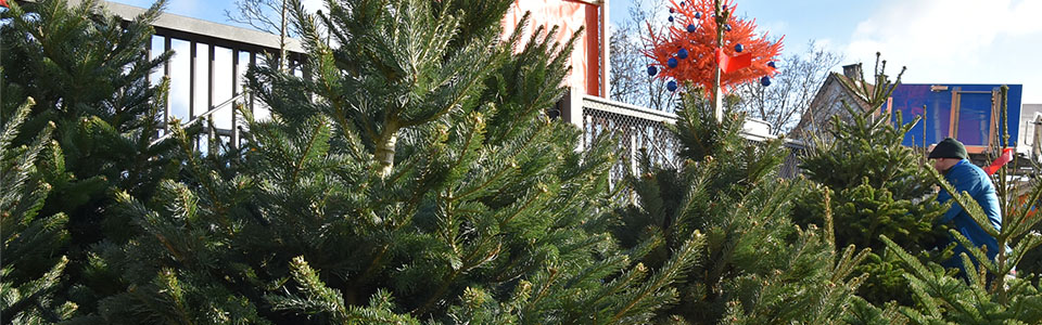 Weihnachtsbaumverkauf beim Läbesruum in Winterthur.