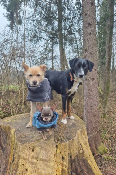 hunde_375x263
