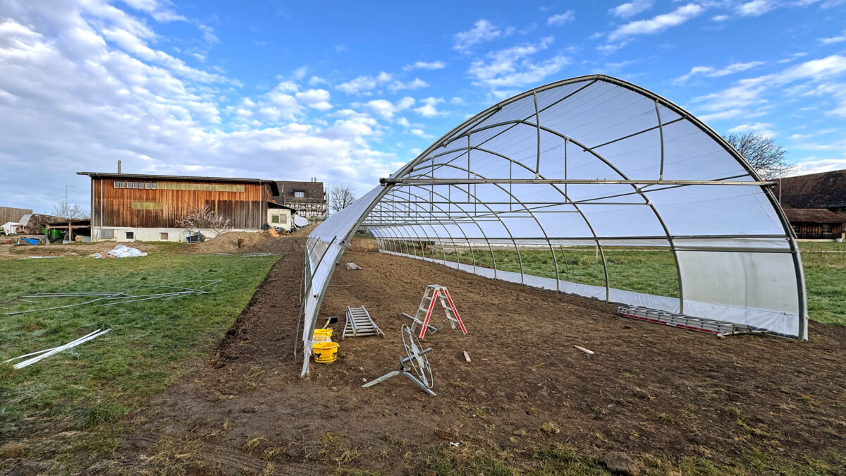 Der neue Gemüsetunnel des Läbesruums für die Tomatenpflanzen des Gemüseabos.