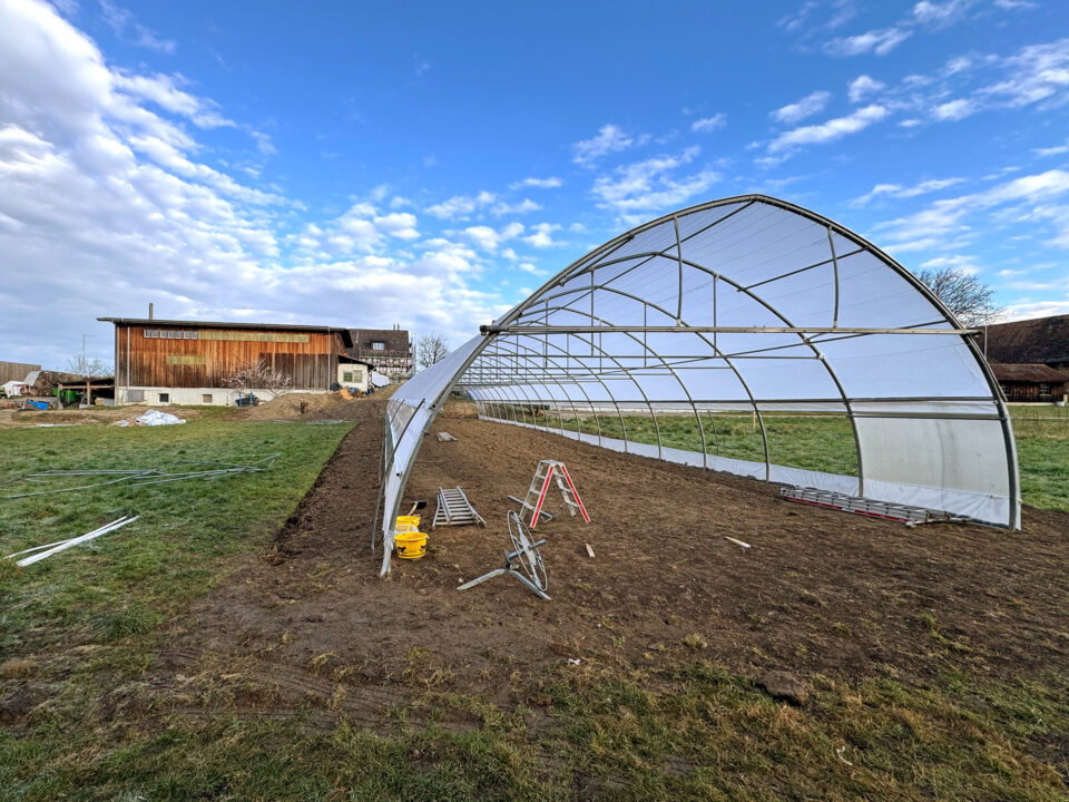 Der neue Gemüsetunnel des Läbesruums für die Tomatenpflanzen des Gemüseabos.